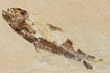 Cretaceous Fish (Nematonotus) With Two Shrimps - Lebanon #147213-1